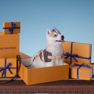 ギフト ペットと過ごす毎日にぴったりのギフト カタログ｜ルイ