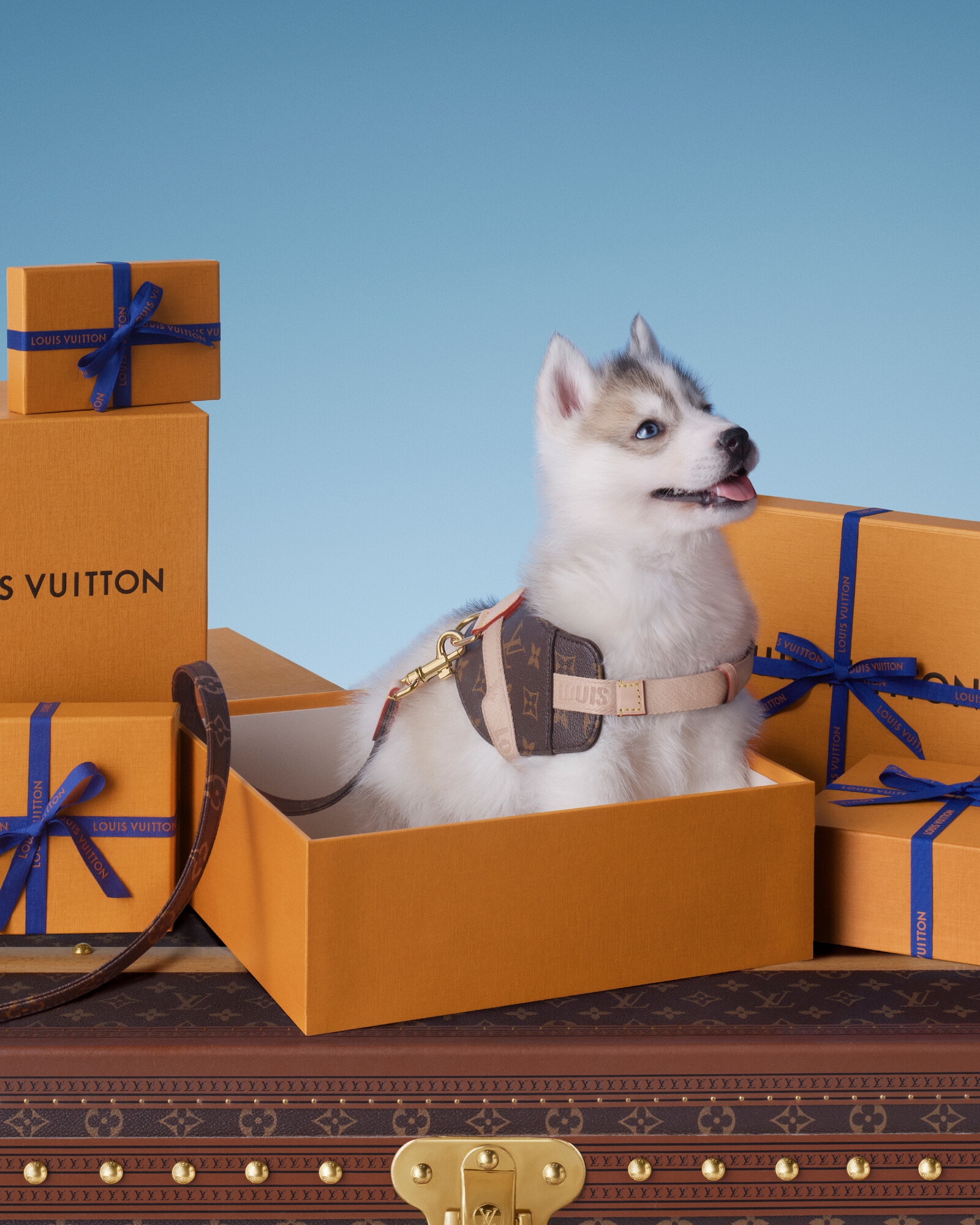 ギフト ペットと過ごす毎日にぴったりのギフト カタログ｜ルイ